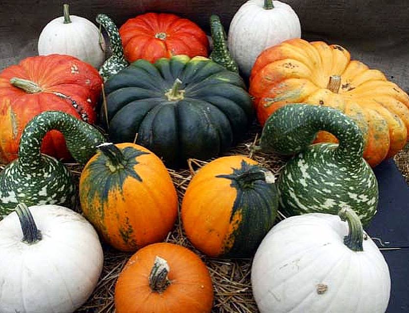 ČAROBNA NAMIRNICA-BUNDEVA-